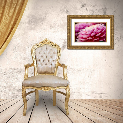 USA-Washington State-Pacific Northwest Sammamish Dahlia flowers in bloom Gold Ornate Wood Framed Art Print with Double Matting by Gulin, Sylvia
