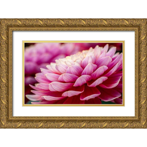 USA-Washington State-Pacific Northwest Sammamish Dahlia flowers in bloom Gold Ornate Wood Framed Art Print with Double Matting by Gulin, Sylvia