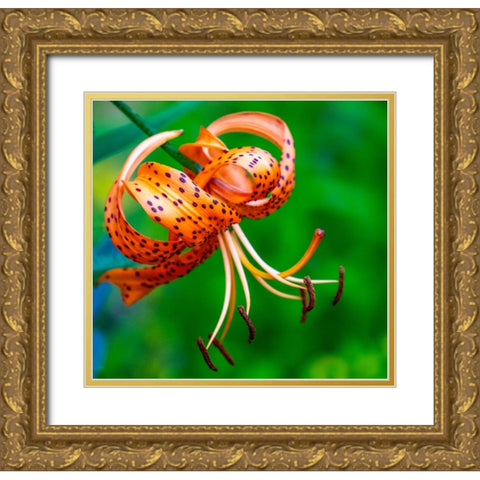 USA-Washington State-Pacific Northwest Sammamish Orange Tiger Lily close up Gold Ornate Wood Framed Art Print with Double Matting by Gulin, Sylvia
