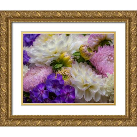 USA-Washington State-Pacific Northwest Sammamish Dahlia flowers in bloom Gold Ornate Wood Framed Art Print with Double Matting by Gulin, Sylvia