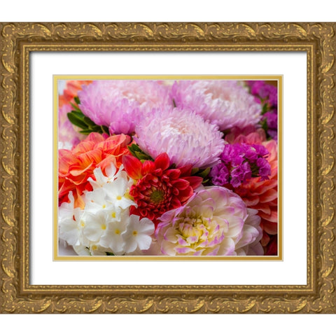 USA-Washington State-Pacific Northwest Sammamish Dahlia flowers in bloom Gold Ornate Wood Framed Art Print with Double Matting by Gulin, Sylvia