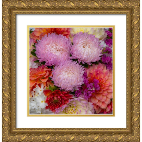 USA-Washington State-Pacific Northwest Sammamish Dahlia flowers in bloom Gold Ornate Wood Framed Art Print with Double Matting by Gulin, Sylvia