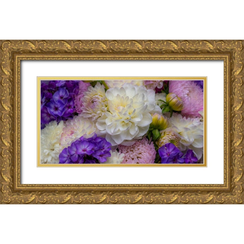 USA-Washington State-Pacific Northwest Sammamish Dahlia flowers in bloom Gold Ornate Wood Framed Art Print with Double Matting by Gulin, Sylvia
