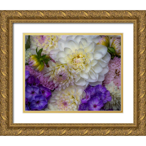 USA-Washington State-Pacific Northwest Sammamish Dahlia flowers in bloom Gold Ornate Wood Framed Art Print with Double Matting by Gulin, Sylvia