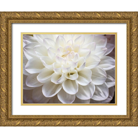 USA-Washington State-Pacific Northwest Sammamish Dahlia flowers in bloom Gold Ornate Wood Framed Art Print with Double Matting by Gulin, Sylvia