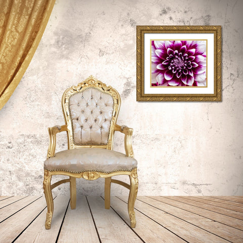 USA-Washington State-Pacific Northwest Sammamish Dahlia flowers in bloom Gold Ornate Wood Framed Art Print with Double Matting by Gulin, Sylvia