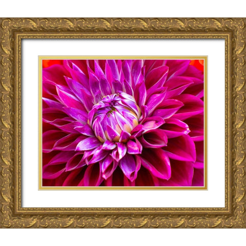 USA-Washington State-Pacific Northwest Sammamish Dahlia flowers in bloom Gold Ornate Wood Framed Art Print with Double Matting by Gulin, Sylvia