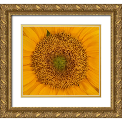USA-Washington State-Pacific Northwest Sammamish Orange / yellow sunflower close up Gold Ornate Wood Framed Art Print with Double Matting by Gulin, Sylvia