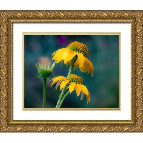USA-Washington State-Pacific Northwest-Sammamish yellow cone flower Gold Ornate Wood Framed Art Print with Double Matting by Gulin, Sylvia