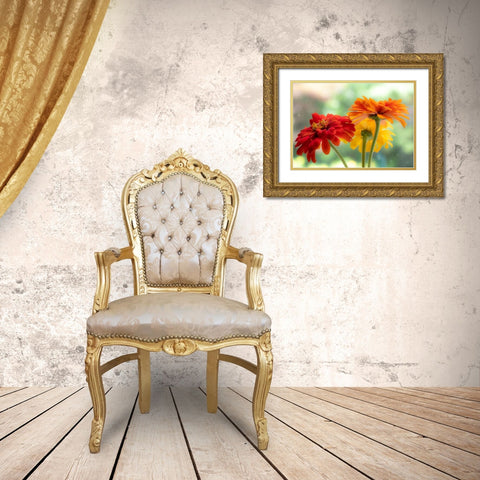 USA-Washington State-Pacific Northwest-Sammamish close-up of State Fair Zinnia Gold Ornate Wood Framed Art Print with Double Matting by Gulin, Sylvia