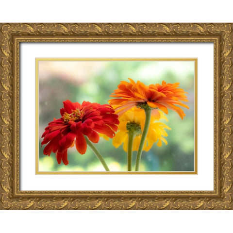 USA-Washington State-Pacific Northwest-Sammamish close-up of State Fair Zinnia Gold Ornate Wood Framed Art Print with Double Matting by Gulin, Sylvia