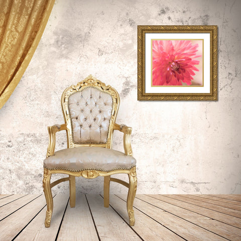 USA-Washington State-Pacific Northwest Sammamish Dahlia flowers in bloom Gold Ornate Wood Framed Art Print with Double Matting by Gulin, Sylvia