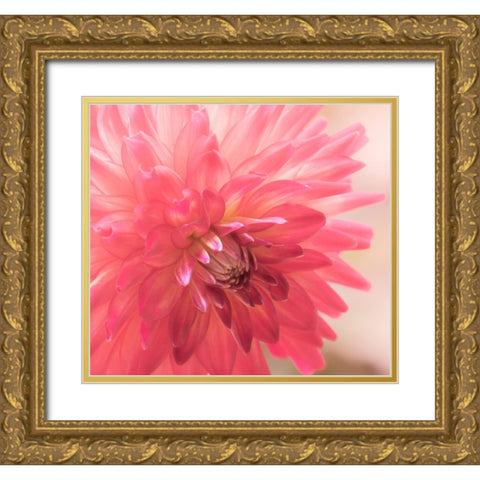 USA-Washington State-Pacific Northwest Sammamish Dahlia flowers in bloom Gold Ornate Wood Framed Art Print with Double Matting by Gulin, Sylvia