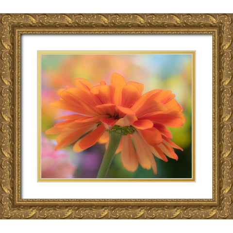 USA-Washington State-Pacific Northwest-Sammamish close-up of State Fair Zinnia Gold Ornate Wood Framed Art Print with Double Matting by Gulin, Sylvia