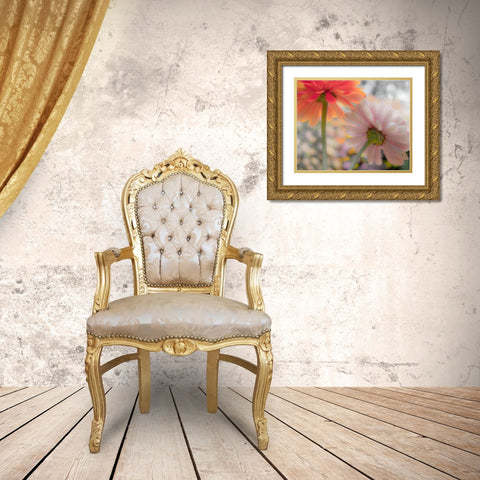 USA-Washington State-Pacific Northwest-Sammamish close-up of State Fair Zinnia Gold Ornate Wood Framed Art Print with Double Matting by Gulin, Sylvia