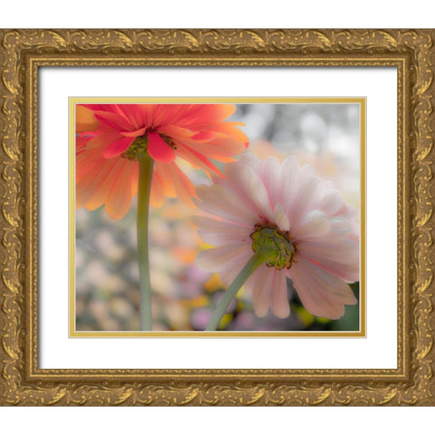 USA-Washington State-Pacific Northwest-Sammamish close-up of State Fair Zinnia Gold Ornate Wood Framed Art Print with Double Matting by Gulin, Sylvia