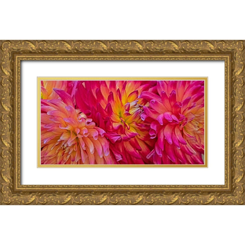 USA-Washington State-Pacific Northwest Sammamish Dahlia flowers in bloom Gold Ornate Wood Framed Art Print with Double Matting by Gulin, Sylvia