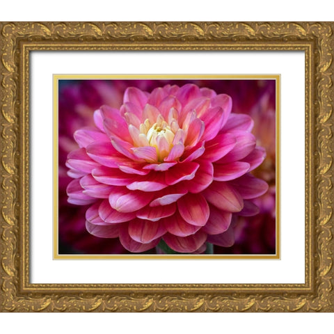 USA-Washington State-Pacific Northwest Sammamish Dahlia flowers in bloom Gold Ornate Wood Framed Art Print with Double Matting by Gulin, Sylvia