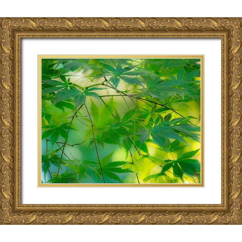 USA-Washington State-Sammamish Japanese Maple leaves Gold Ornate Wood Framed Art Print with Double Matting by Gulin, Sylvia