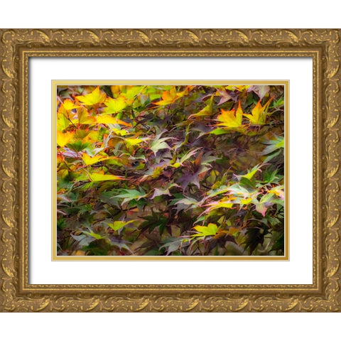 USA-Washington State-Sammamish Japanese Maple leaves Gold Ornate Wood Framed Art Print with Double Matting by Gulin, Sylvia