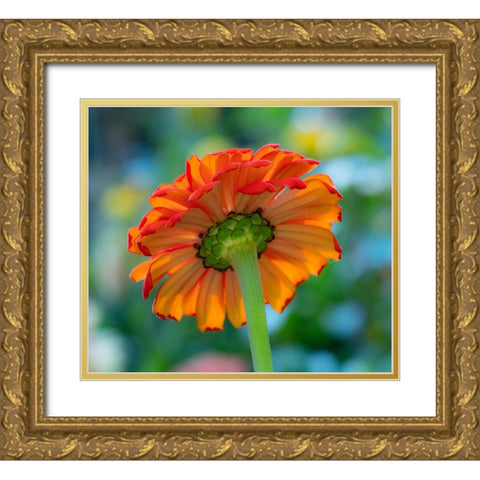 USA-Washington State-Pacific Northwest-Sammamish close-up of State Fair Zinnia Gold Ornate Wood Framed Art Print with Double Matting by Gulin, Sylvia
