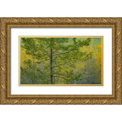 USA-Washington State-Preston with Cottonwoods in fall color Gold Ornate Wood Framed Art Print with Double Matting by Gulin, Sylvia
