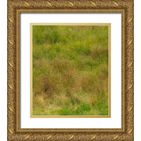 USA-Washington State-Issaquah and grassy field Gold Ornate Wood Framed Art Print with Double Matting by Gulin, Sylvia