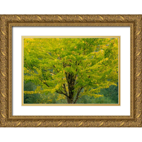 USA-Washington State-Bellevue Ginkgo Tree in Autumn colors Gold Ornate Wood Framed Art Print with Double Matting by Gulin, Sylvia