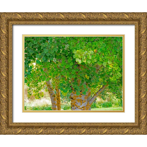 USA-Washington State-Bellevue Ginkgo Tree green leaves Gold Ornate Wood Framed Art Print with Double Matting by Gulin, Sylvia