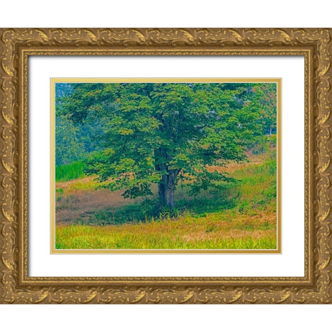 USA-Washington State-Issaquah lone Big Leaf Maple tree in grassy field Gold Ornate Wood Framed Art Print with Double Matting by Gulin, Sylvia