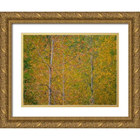 USA-Washington State-Preston and Cottonwood trees in fall colors Gold Ornate Wood Framed Art Print with Double Matting by Gulin, Sylvia