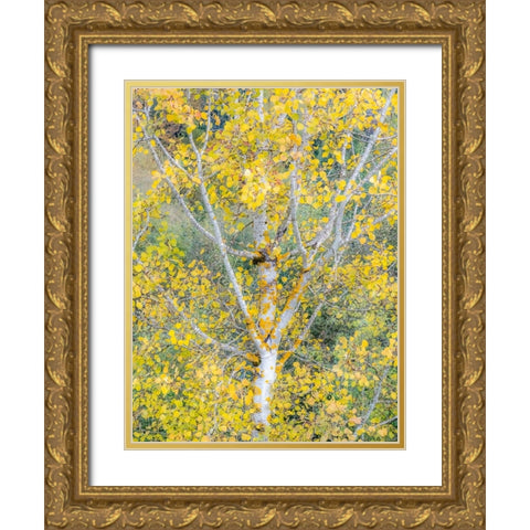 USA-Washington State-Bellevue birch trees with golden fall colors Gold Ornate Wood Framed Art Print with Double Matting by Gulin, Sylvia
