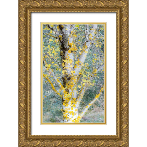 USA-Washington State-Bellevue birch trees with golden fall colors Gold Ornate Wood Framed Art Print with Double Matting by Gulin, Sylvia