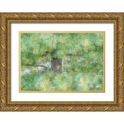 USA-Washington State-Bellevue Pine tree close up and tree trunk Gold Ornate Wood Framed Art Print with Double Matting by Gulin, Sylvia