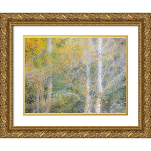 USA-Washington State-Bellevue birch trees with golden fall colors Gold Ornate Wood Framed Art Print with Double Matting by Gulin, Sylvia