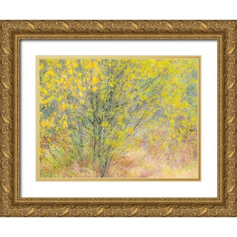 USA-Washington State-Bellevue alder tree golden/yellow fall colors Gold Ornate Wood Framed Art Print with Double Matting by Gulin, Sylvia