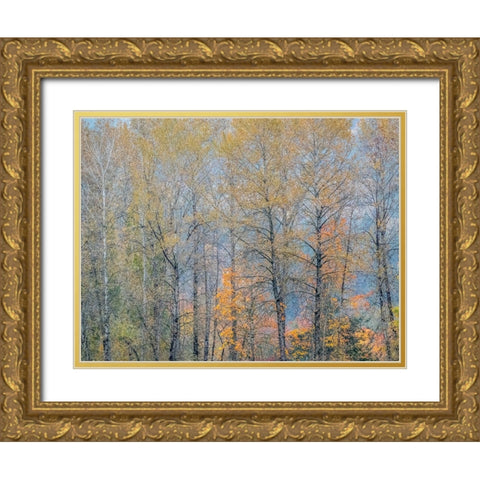 USA-Washington State-Preston-Cottonwoods trees in fall colors Gold Ornate Wood Framed Art Print with Double Matting by Gulin, Sylvia