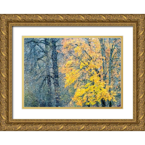 USA-Washington State-Preston-Cottonwoods and Big Leaf Maple trees in fall colors Gold Ornate Wood Framed Art Print with Double Matting by Gulin, Sylvia