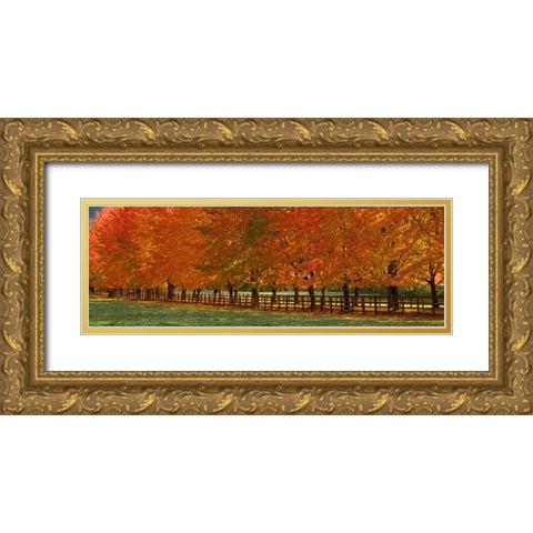USA-Washington State-North Bend fence and tree lined driveway in fall colors Gold Ornate Wood Framed Art Print with Double Matting by Gulin, Sylvia