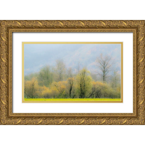 USA-Washington State-North Bend Cottonwood and Willow trees in fall colors Gold Ornate Wood Framed Art Print with Double Matting by Gulin, Sylvia