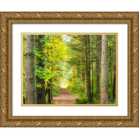 USA-Washington State-Sammamish with trail edged by evergreens and maple trees Gold Ornate Wood Framed Art Print with Double Matting by Gulin, Sylvia