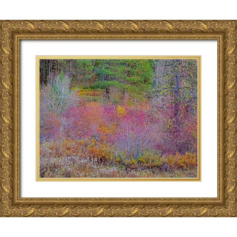 USA-Washington State-Swauk Creek just off of Highway 97 with fall colors on Vine Maple Gold Ornate Wood Framed Art Print with Double Matting by Gulin, Sylvia