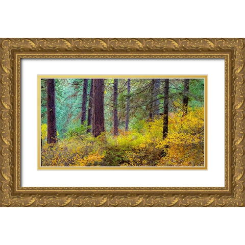 USA-Washington State-off Highway 97 Ponderosa Pine with Golden Carpet below Gold Ornate Wood Framed Art Print with Double Matting by Gulin, Sylvia