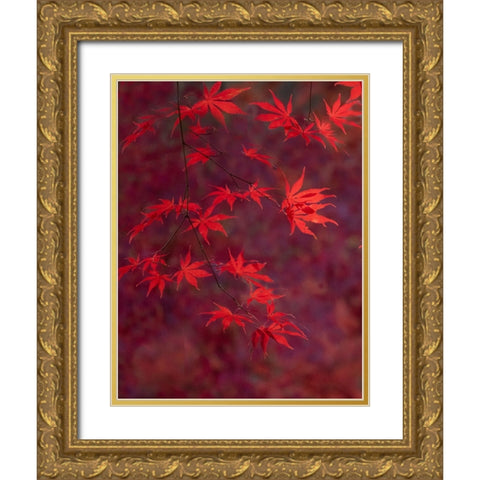 USA-Washington State-Pacific Northwest-Sammamish and red Japanese Maple leaves Gold Ornate Wood Framed Art Print with Double Matting by Gulin, Sylvia