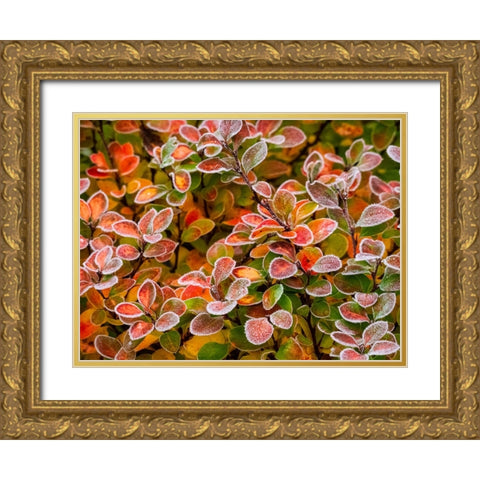 USA-Washington State-Pacific Northwest Sammamish frost rimmed Barberry Gold Ornate Wood Framed Art Print with Double Matting by Gulin, Sylvia