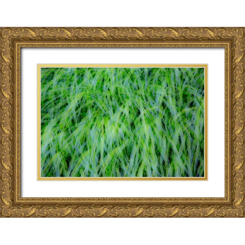 USA-Washington State-Pacific Northwest Sammamish with green grasses Gold Ornate Wood Framed Art Print with Double Matting by Gulin, Sylvia