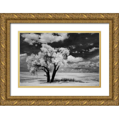 USA-Washington State-Lone tree in field in wheat Gold Ornate Wood Framed Art Print with Double Matting by Eggers, Terry