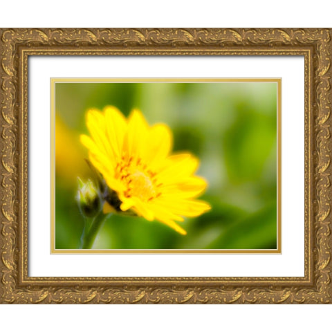 USA-Washington State Close-up of Arrowleaf Balsamroot Gold Ornate Wood Framed Art Print with Double Matting by Eggers, Terry