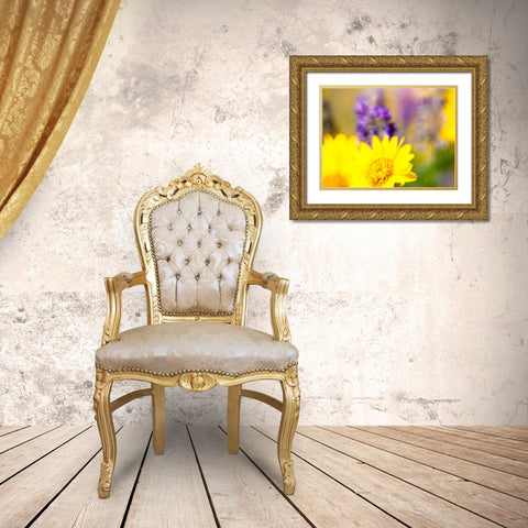 USA-Washington State Close-up of Arrowleaf Balsamroot and lupine Gold Ornate Wood Framed Art Print with Double Matting by Eggers, Terry