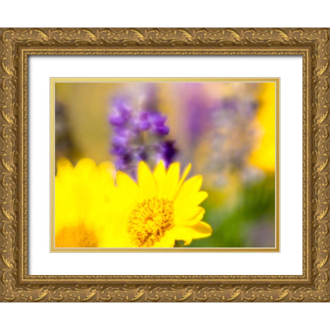 USA-Washington State Close-up of Arrowleaf Balsamroot and lupine Gold Ornate Wood Framed Art Print with Double Matting by Eggers, Terry